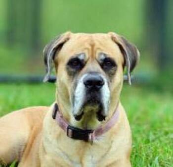 Bailey 2 -  Mastiff Dog for Adoption in Lebanon, Tennessee - Bailey 2 | PetCurious