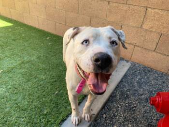 Alandra -  Pit Bull Terrier Dog for Adoption in San Diego, California - Alandra | PetCurious