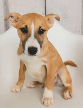 Root beer -  Shepherd Dog for Adoption in Greensburg, Pennsylvania - Root Beer | PetCurious