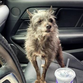Tiny -  Mixed Breed Dog for Adoption in Belfair, Washington - Tiny | PetCurious