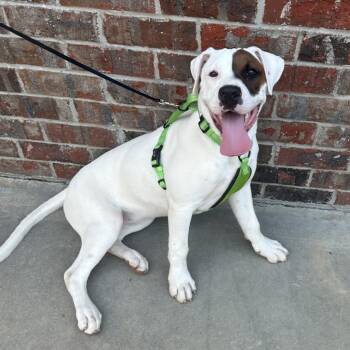 Boxer and Mixed Breed Dogs Available for Adoption in Little Rock, Arkansas - Luna (Boujee) | PetCurious