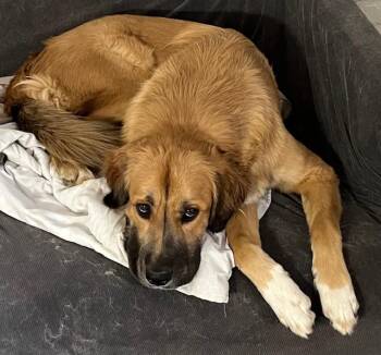 Ellie -  Great Pyrenees and Anatolian Shepherd Dog for Adoption in Colleyville, Texas - Ellie | PetCurious