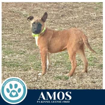 Belgian Shepherd Malinois Dogs Available for Adoption - Amos ("A" Belgians) 031426 | PetCurious
