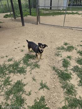 Rocky -  Mixed Breed Dog for Adoption in Maquoketa, Iowa - Rocky | PetCurious