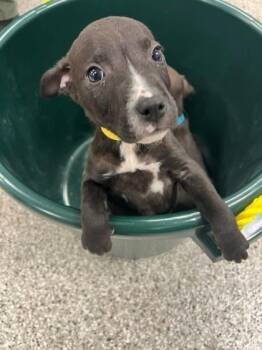 Big Bird -  Terrier and Mixed Breed Dog for Adoption in Gastonia, North Carolina - Big Bird | PetCurious