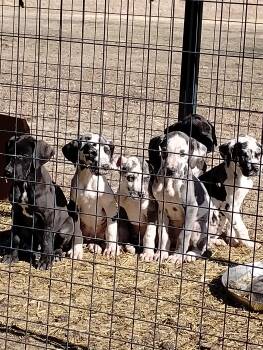 Great Dane Dogs Available for Sale - Blu | PetCurious