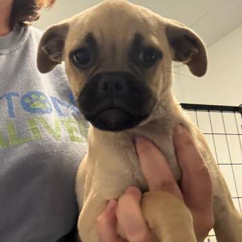 Harriet -  Mixed Breed Dog for Adoption in Houston, Texas - Harriet | PetCurious