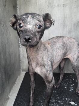 Terrier Dogs Available for Adoption in San Antonio, Texas - PIPPA | PetCurious