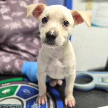 Labrador Retriever and Chihuahua Dogs Available for Adoption - Skye | PetCurious