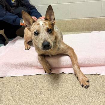 Romona -  Cattle Dog Dog for Adoption in Bristol, Indiana - Romona | PetCurious