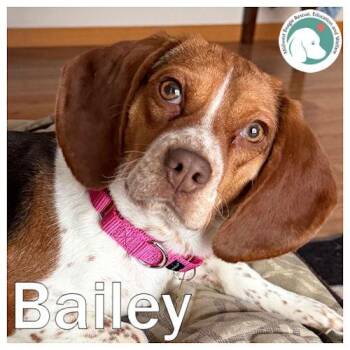 Beagle Dogs Available for Adoption - Bailey | PetCurious