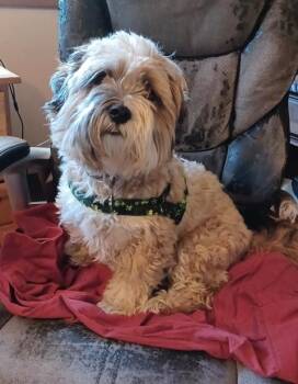 Rescue Shih Tzu and Bichon Frise Dogs for Adoption in Eden Prairie, Minnesota - KALA | PetCurious