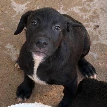 Oakley -  Mixed Breed Dog for Adoption in Lake Jackson, Texas - Oakley | PetCurious