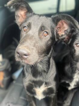 Rescue German Shepherd Dog Dogs for Adoption in Ontario, California - CANDY | PetCurious