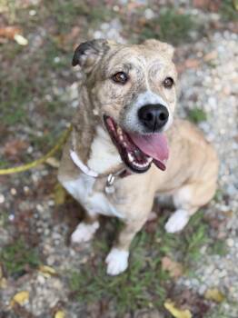 Moomies -  Australian Shepherd and Labrador Retriever Dog for Adoption in Petersburg, Virginia - Moomies | PetCurious