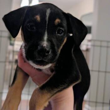Mixed Breed Dogs Available for Adoption - Minnie | PetCurious