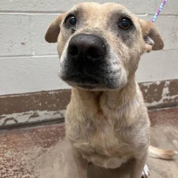 SARAH -  Labrador Retriever and Pit Bull Terrier Dog for Adoption in Thousand Palms, California - SARAH | PetCurious
