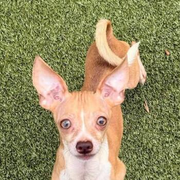 Chihuahua Dogs Available for Adoption - Centi (20260320-03) | PetCurious