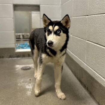 Siberian Husky Dogs Available for Adoption - LUMA | PetCurious