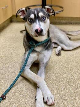 Ozzy -  Mixed Breed Dog for Adoption in Munster, Indiana - Ozzy | PetCurious