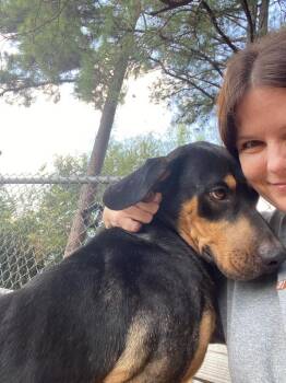 Seymour -  Shepherd and Hound Dog for Adoption in Little Rock, Arkansas - Seymour | PetCurious