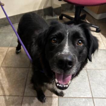 Svetlana -  Mixed Breed Dog for Adoption in Chattanooga, Tennessee - Svetlana | PetCurious