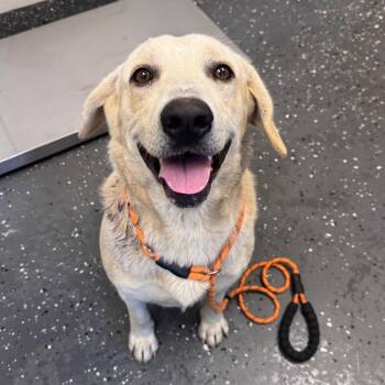 Mixed Breed Dogs Available for Adoption in Columbiana, Alabama - Tara | PetCurious