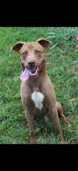 Tobassco -  Chocolate Labrador Retriever Dog for Adoption in Berea, Kentucky - Tobassco | PetCurious