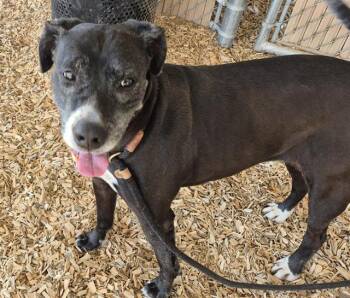 Labrador Retriever and Mixed Breed Dogs Available for Adoption in Albuquerque, New Mexico - PRECIOUS | PetCurious
