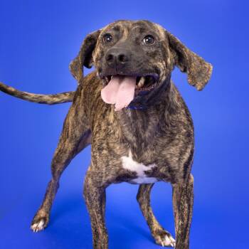 Mixed Breed Dogs Available for Adoption in Franklin, Tennessee - Katniss | PetCurious
