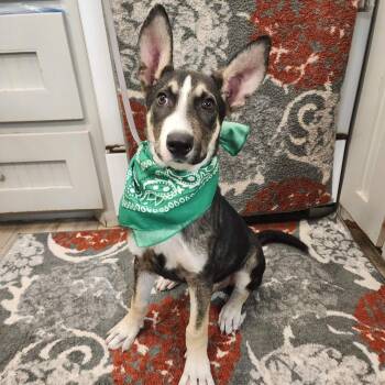 Dane -  Shepherd Dog for Adoption in Oak Point, Texas - Dane | PetCurious