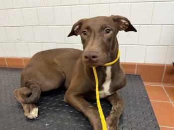 DUCHESS -  Doberman Pinscher Dog for Adoption in Camarillo, California - DUCHESS | PetCurious