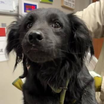 Mixed Breed Dogs Available for Adoption - Jordie | PetCurious