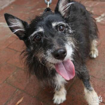 Diamond -  Terrier Dog for Adoption in Washington, District Of Columbia - Diamond | PetCurious