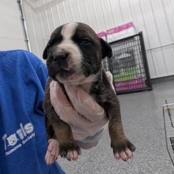 Loud Mouth Lime -  Mixed Breed Dog for Adoption in Dekalb, Illinois - Loud Mouth Lime | PetCurious