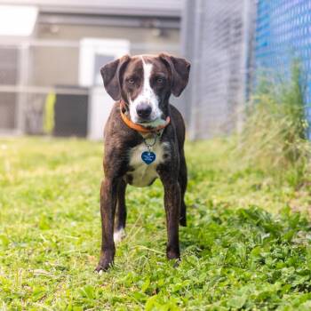 Mountain Cur Dogs Available for Adoption - Clara | PetCurious