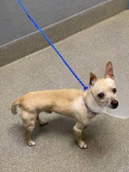 Chihuahua Dogs Available for Adoption in Las Vegas, Nevada - FRIED CHICKEN | PetCurious
