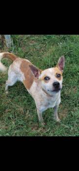 Wesson -  Australian Cattle Dog Blue Heeler Dog for Adoption in Berea, Kentucky - Wesson | PetCurious
