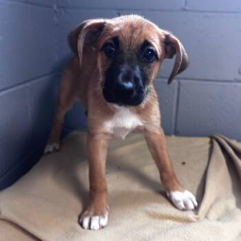 Cedar -  American Foxhound and Mixed Breed Dog for Adoption in Belleville, Illinois - Cedar | PetCurious