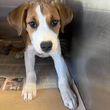 Tx4076 Kelso -  Mixed Breed Dog for Adoption in Port Washington, New York - Tx4076 Kelso | PetCurious