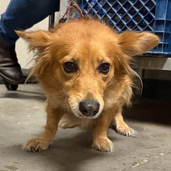 Dachshund and Chihuahua Dogs Available for Adoption in Yuma, Arizona - Pear | PetCurious