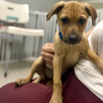 Rhodesian Ridgeback and Hound Dogs Available for Adoption in Fullerton, Pennsylvania - Sophie | PetCurious