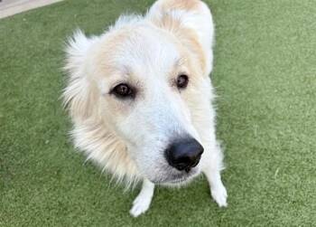 MALT -  Great Pyrenees Dog for Adoption in Brentwood, Missouri - MALT | PetCurious
