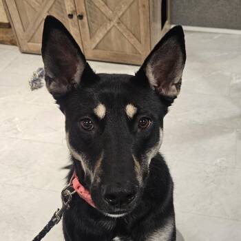 Hala -  Shepherd and Mixed Breed Dog for Adoption in Salt Lake City, Utah - Hala | PetCurious