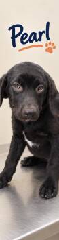 Pearl ( Foster to Adopt) -  Labrador Retriever and Great Dane Dog for Adoption - Pearl ( Foster To Adopt) | PetCurious