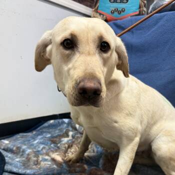 Labrador Retriever Dogs Available for Adoption - Platform | PetCurious