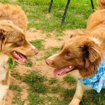 Scooter -  Australian Shepherd Dog for Adoption - Scooter | PetCurious
