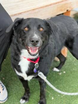 Labrador Retriever and Border Collie Dogs Available for Adoption in Fruit Heights, Utah - Hazel | PetCurious