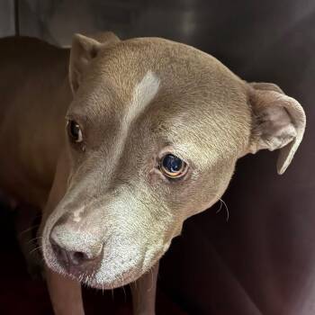Jojoba -  Pit Bull Terrier Dog for Adoption in Philadelphia, Pennsylvania - Jojoba | PetCurious