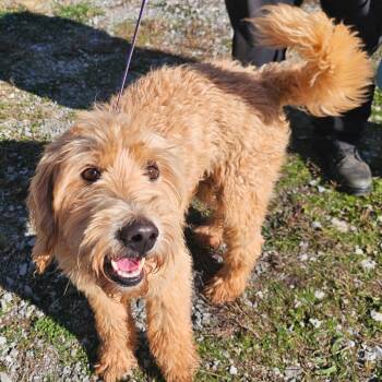 Rescue Mixed Breed Dogs for Adoption in Jefferson City, Tennessee - Harley | PetCurious